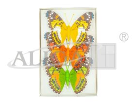 Motylki dekoracyjne MOD-6098 roz.12 cm, box 3 szt.