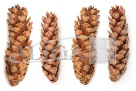 Pine cones SZYSZ-50 pack.