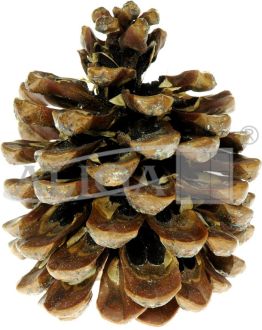 Pine cones SZYSZ-20pack.